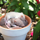 Illustration for article titled Invasive rats could be the savior of pollinating plants